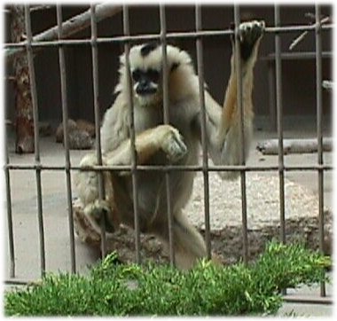 gibbon