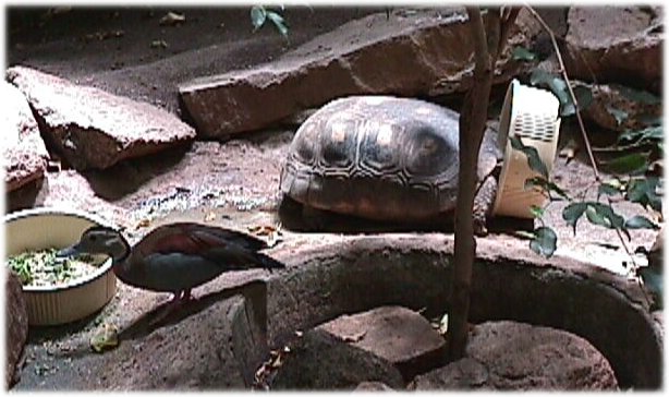 Mr. Turtle and Monsieur Duck